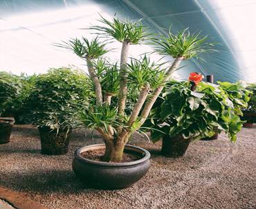 太原绿植租赁养护太原绿植租摆