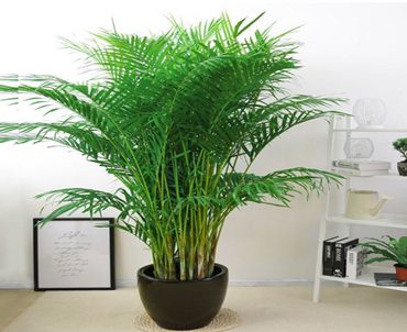 太原绿植租赁养护太原绿植租摆