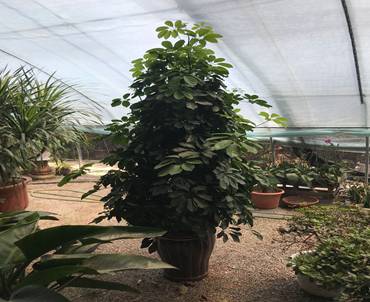 太原绿植租赁养护太原绿植租摆