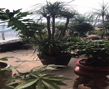 太原国贸大酒店绿植租赁设计案例