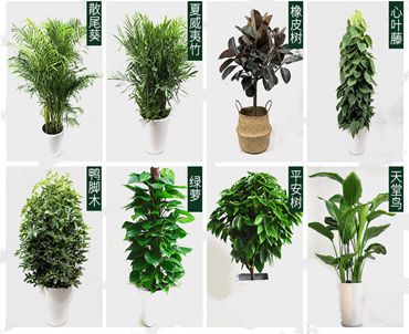 太原国贸大酒店绿植租赁设计案例