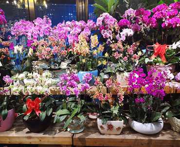 太原国贸大酒店绿植租赁设计案例
