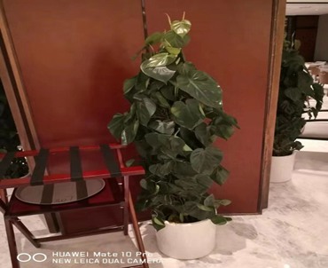 太原国贸大酒店绿植租赁设计案例