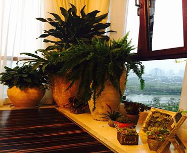 太原花卉绿植批发市场太原最大的鲜花市场
